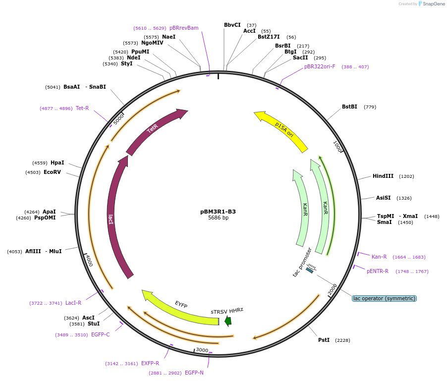 74680-plasmid-map-sequence-id-141104