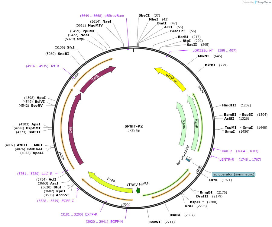 74686-plasmid-map-sequence-id-141111