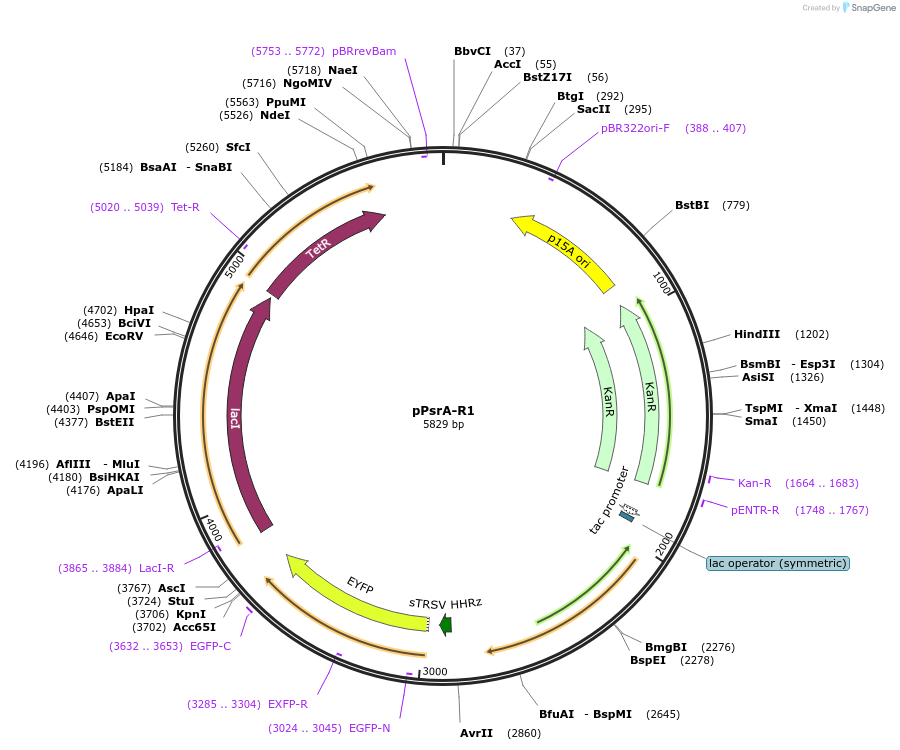 74688-plasmid-map-sequence-id-141113