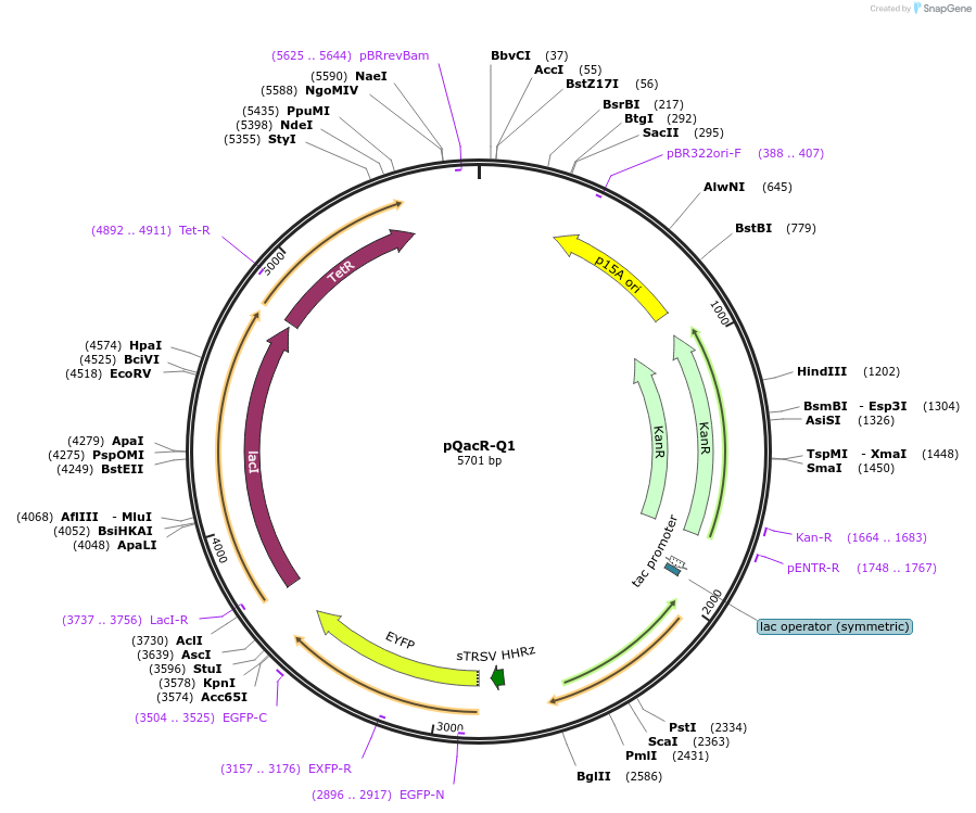 74689-plasmid-map-sequence-id-141192