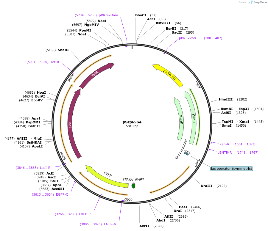 74694-plasmid-map-sequence-id-141198