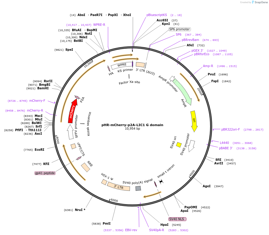 74602-plasmid-map-sequence-id-141272