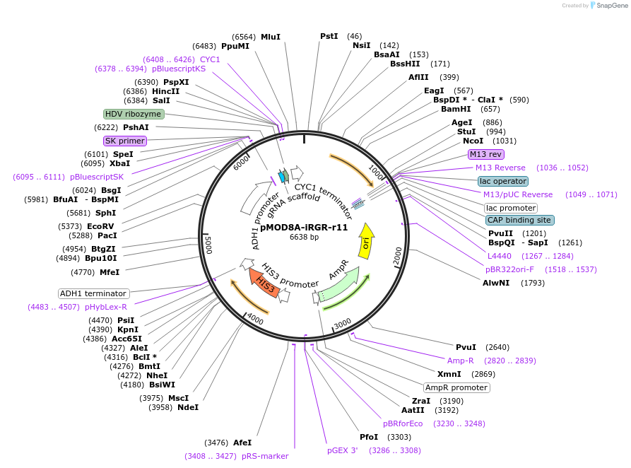 74369-plasmid-map-sequence-id-141324