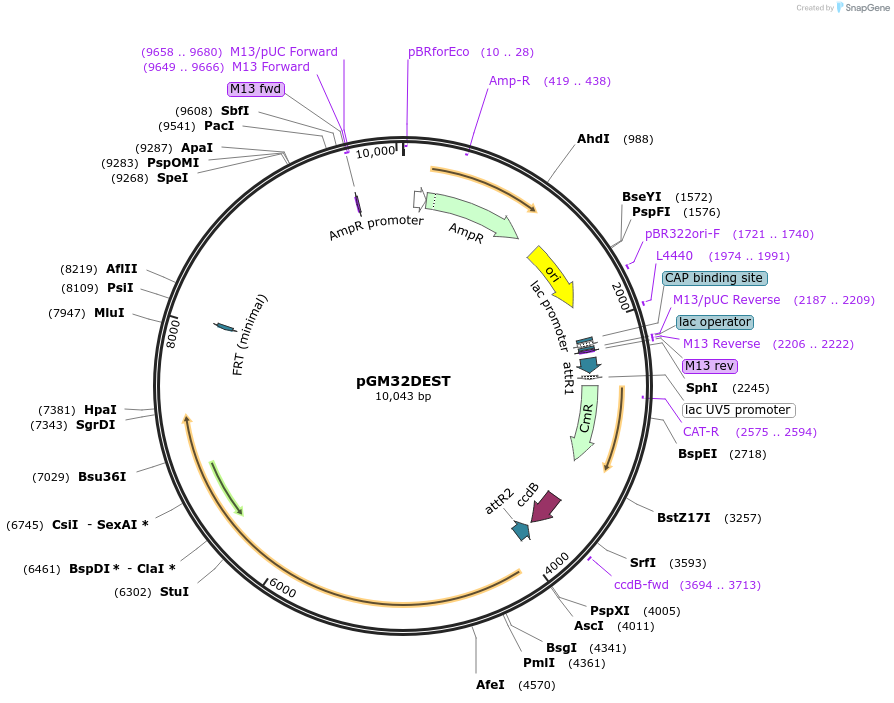 74747-plasmid-map-sequence-id-141339
