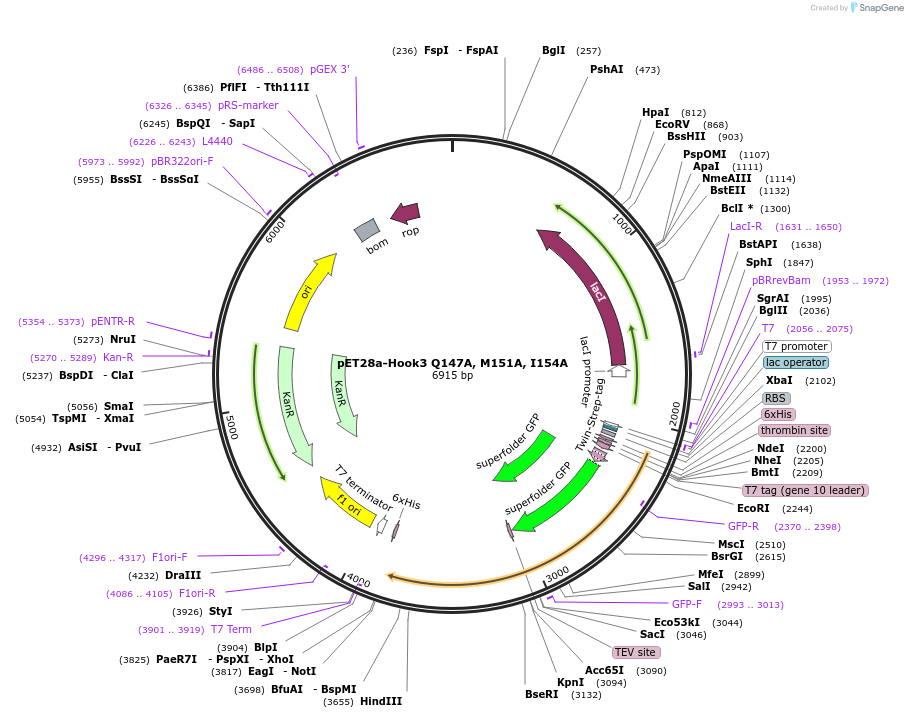 74616-plasmid-map-sequence-id-141343