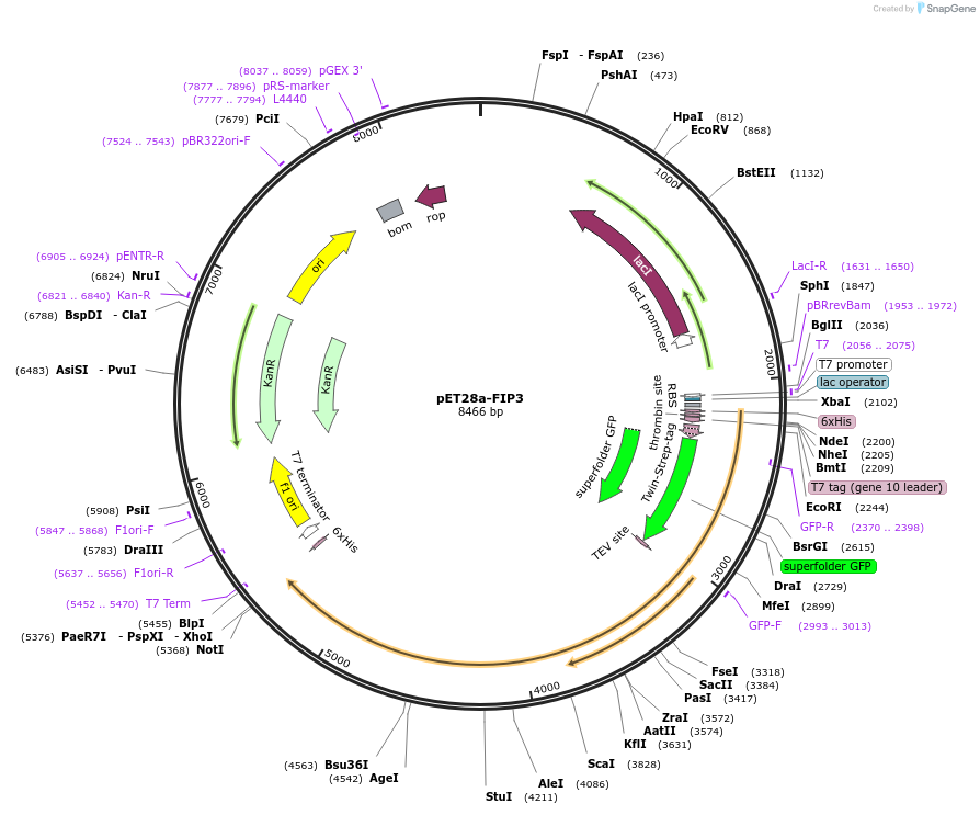 74753-plasmid-map-sequence-id-141351