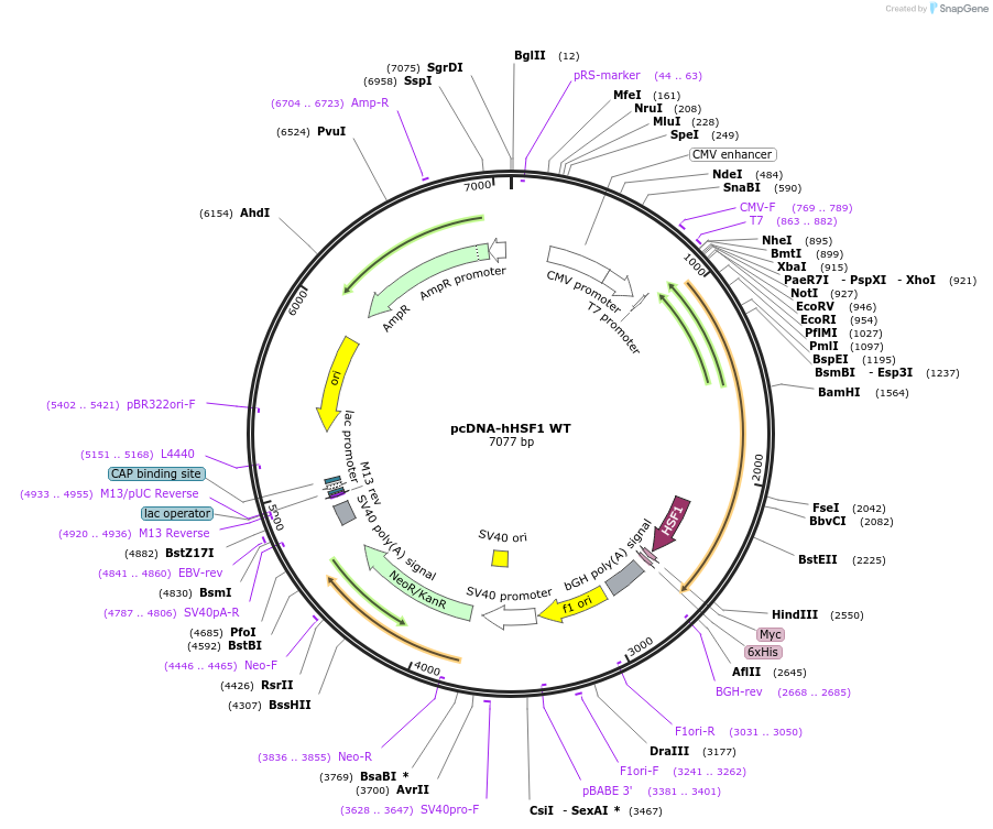 71724-plasmid-map-sequence-id-141358