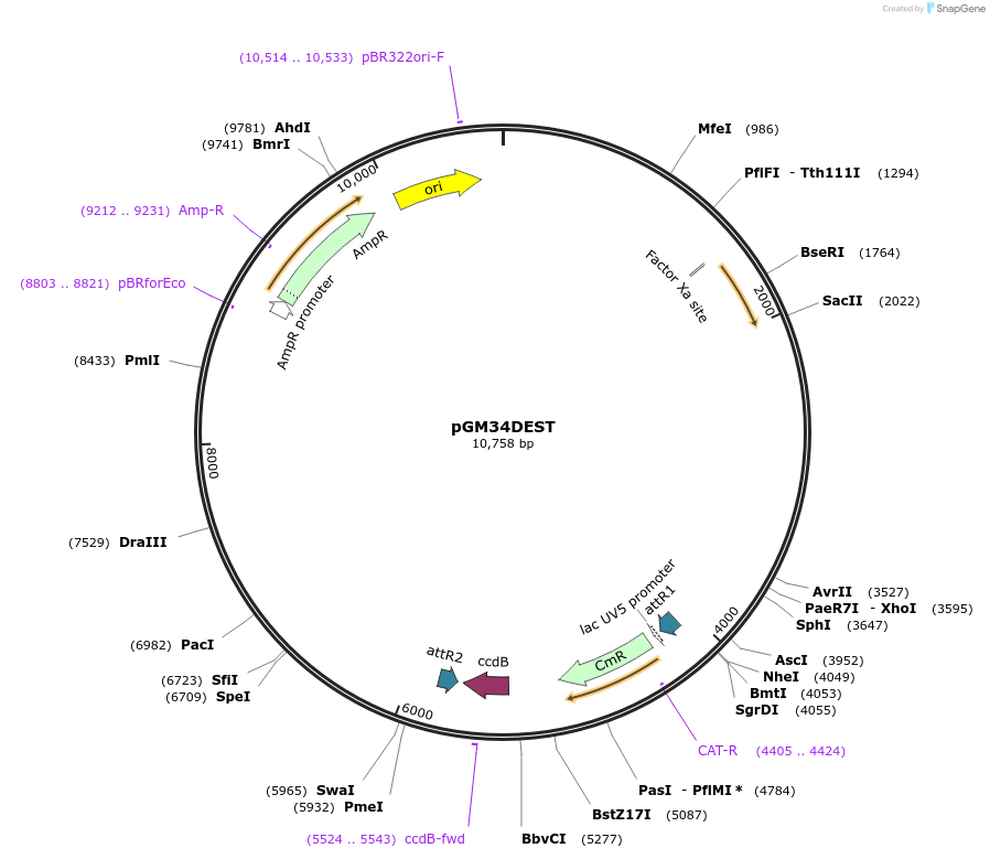 74756-plasmid-map-sequence-id-141363