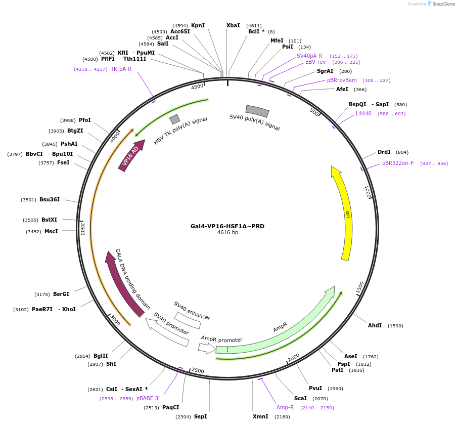 71727-plasmid-map-sequence-id-141414