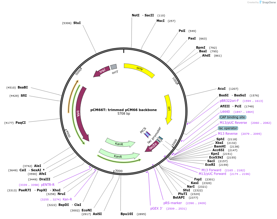 74738-plasmid-map-sequence-id-141453