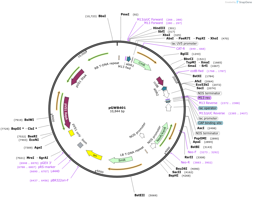 74795-plasmid-map-sequence-id-141475