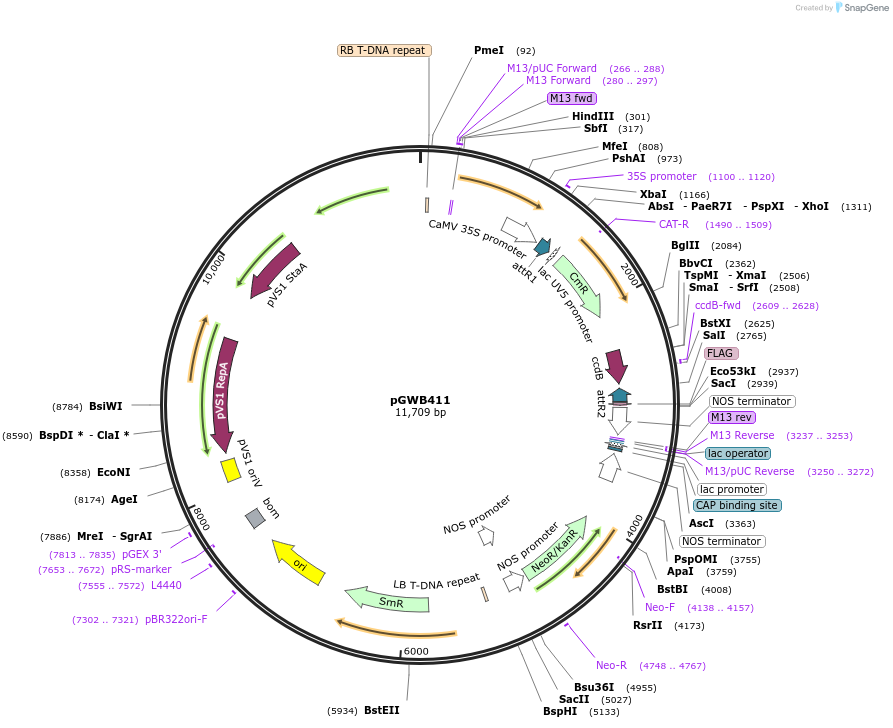 74805-plasmid-map-sequence-id-141485