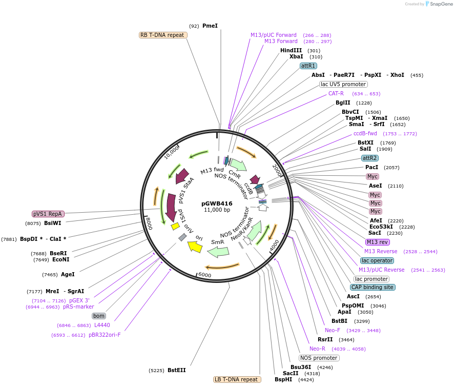 74810-plasmid-map-sequence-id-141490
