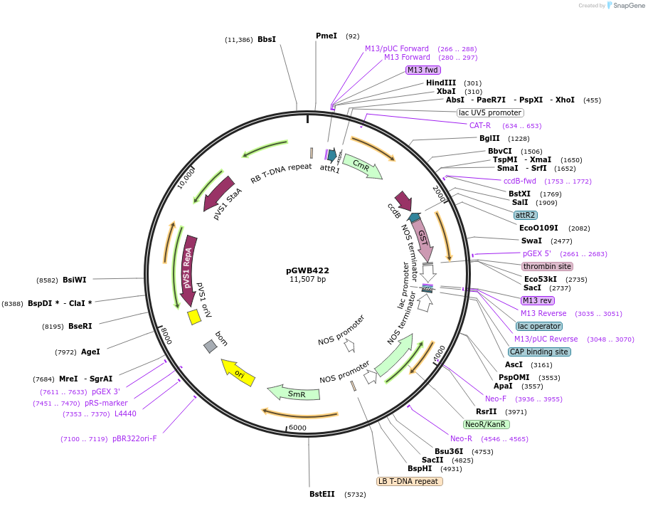 74816-plasmid-map-sequence-id-141496