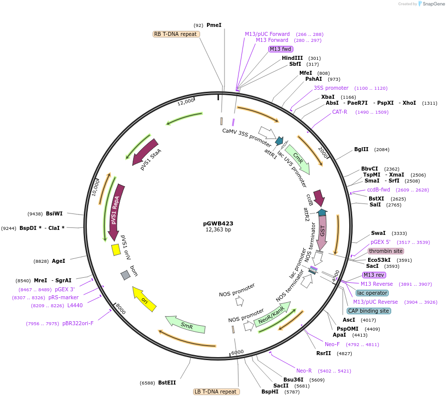74817-plasmid-map-sequence-id-141497