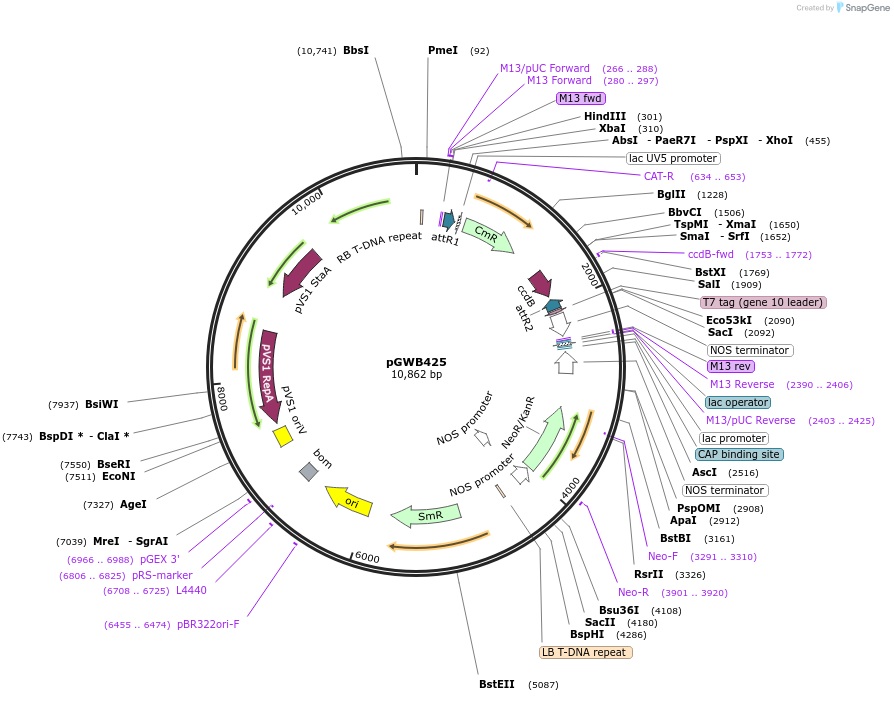 74819-plasmid-map-sequence-id-141499