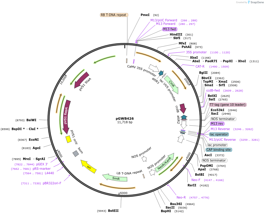 74820-plasmid-map-sequence-id-141500