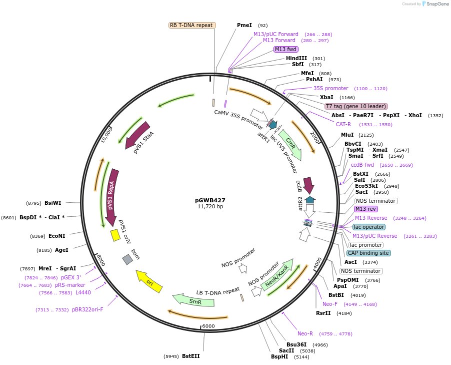 74821-plasmid-map-sequence-id-141501