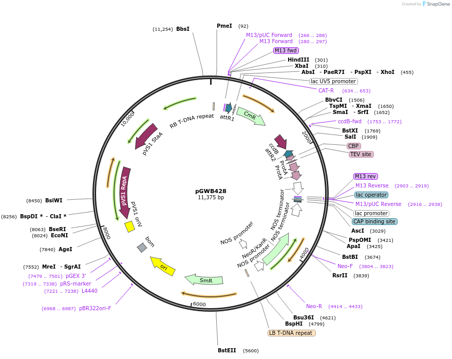 74822-plasmid-map-sequence-id-141502