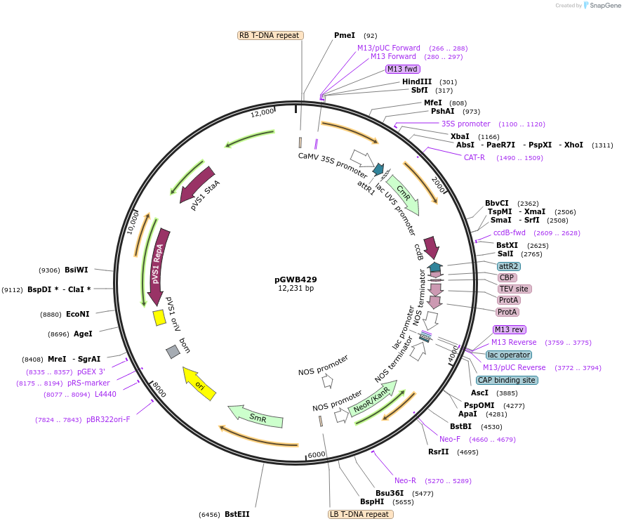 74823-plasmid-map-sequence-id-141503