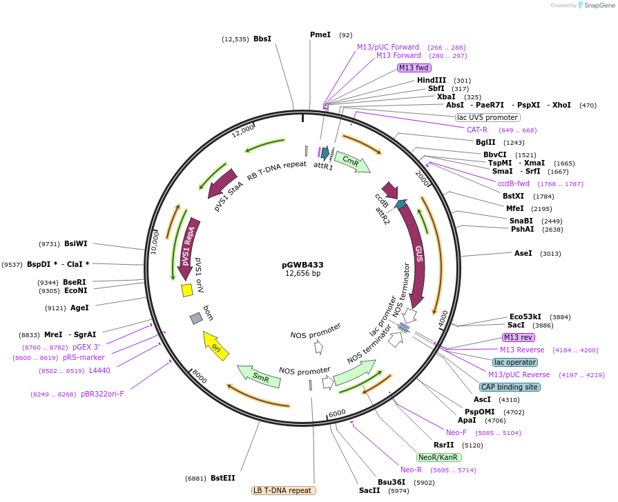 74824-plasmid-map-sequence-id-141504