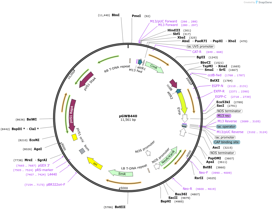 74826-plasmid-map-sequence-id-141506
