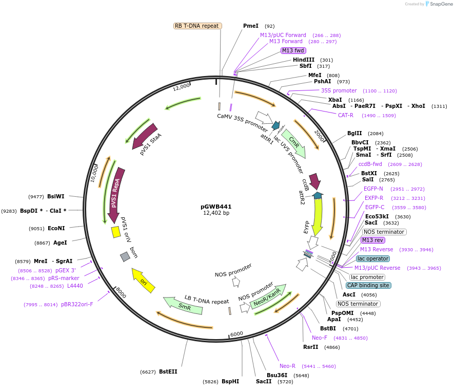 74827-plasmid-map-sequence-id-141507