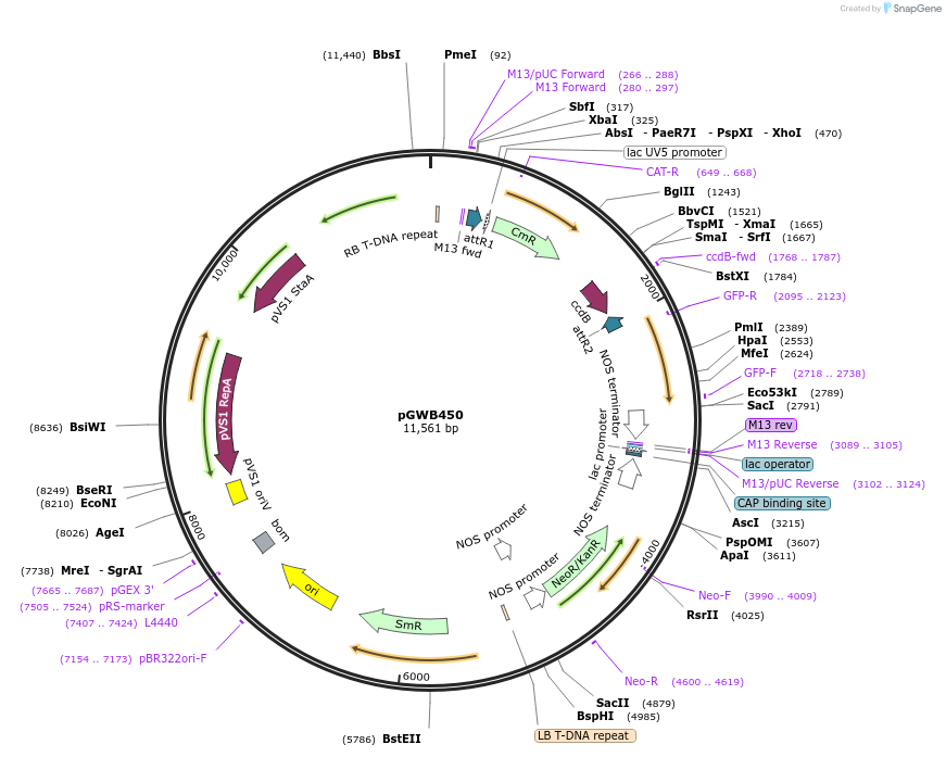 74832-plasmid-map-sequence-id-141512