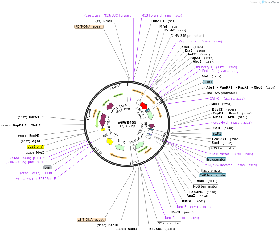 74837-plasmid-map-sequence-id-141517