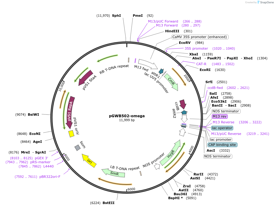 74845-plasmid-map-sequence-id-141520