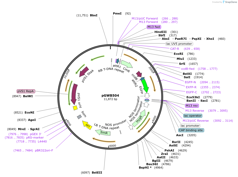 74846-plasmid-map-sequence-id-141521