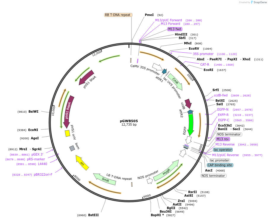 74847-plasmid-map-sequence-id-141522