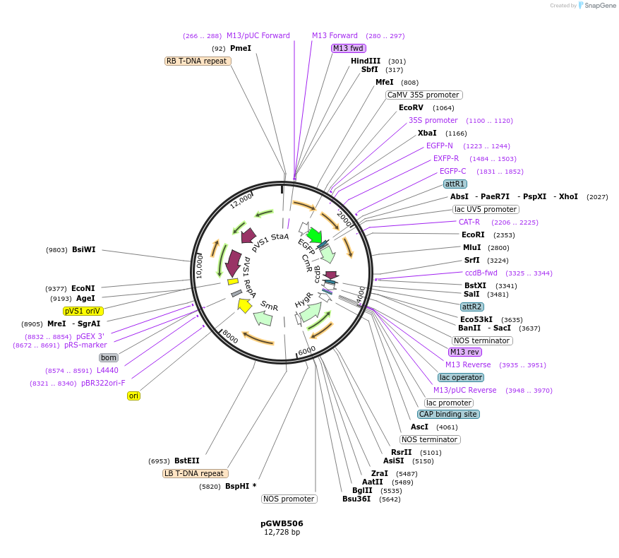 74848-plasmid-map-sequence-id-141523
