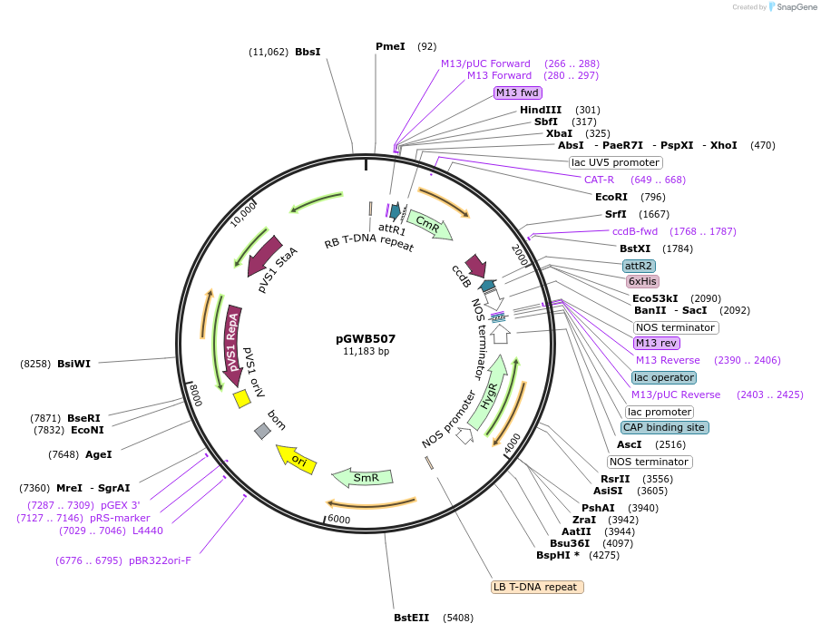 74849-plasmid-map-sequence-id-141524