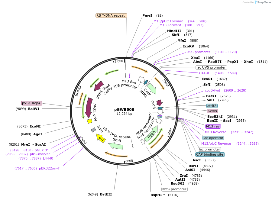 74850-plasmid-map-sequence-id-141525