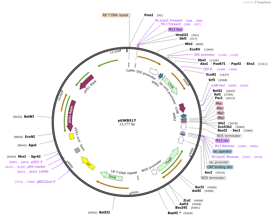 74859-plasmid-map-sequence-id-141534