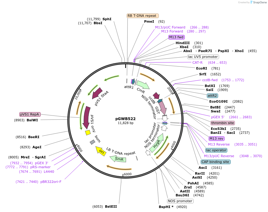 74864-plasmid-map-sequence-id-141539