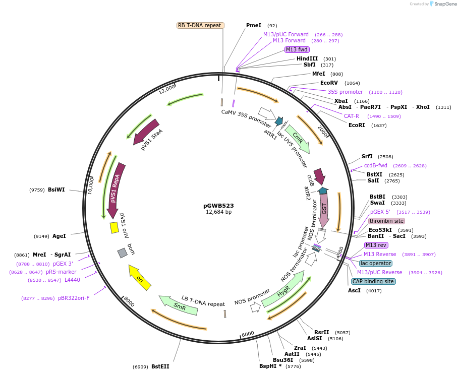 74865-plasmid-map-sequence-id-141540