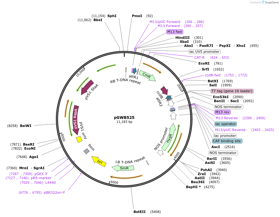 74867-plasmid-map-sequence-id-141542