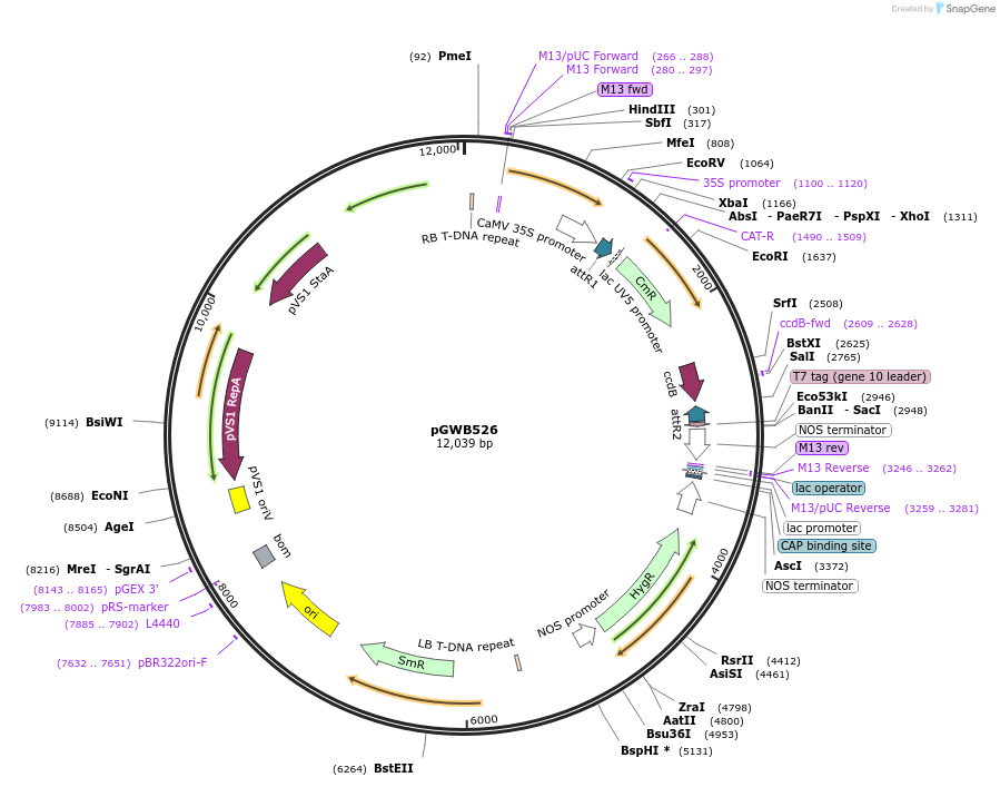 74868-plasmid-map-sequence-id-141543