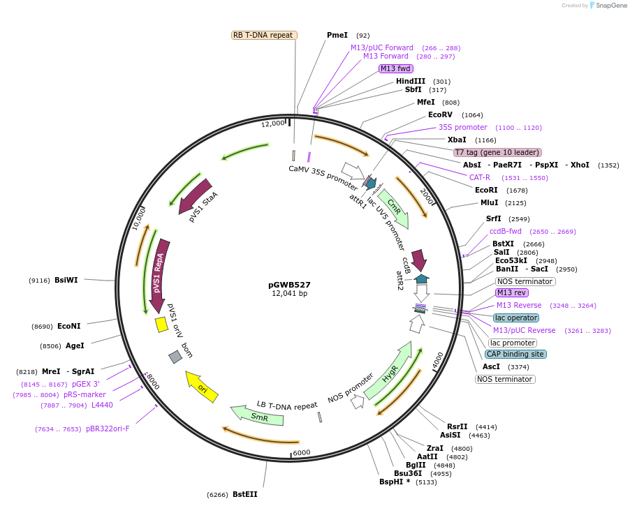 74869-plasmid-map-sequence-id-141544