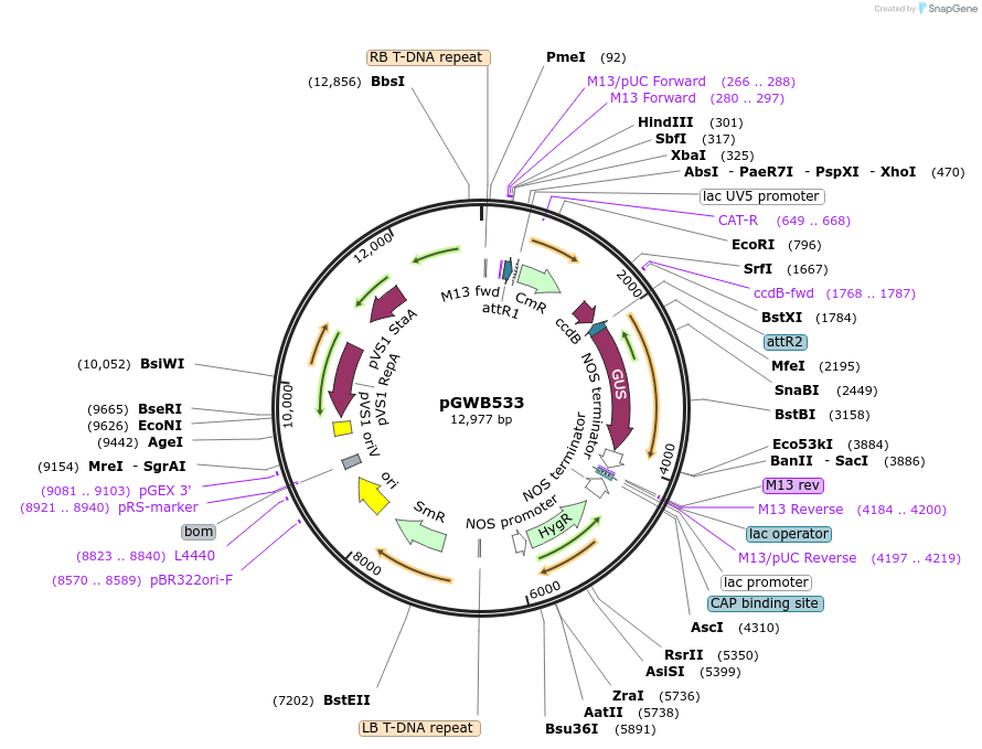 74872-plasmid-map-sequence-id-141547