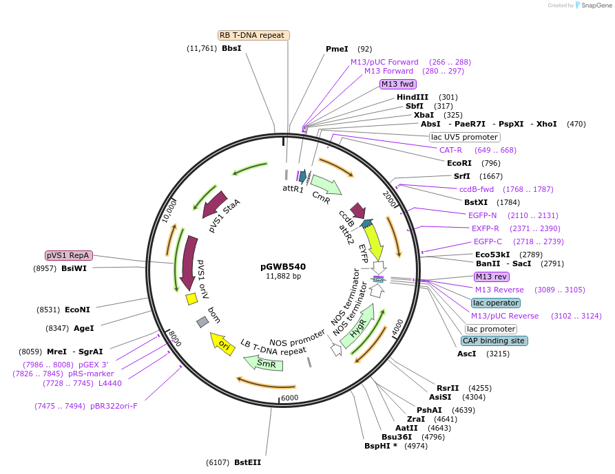 74874-plasmid-map-sequence-id-141549