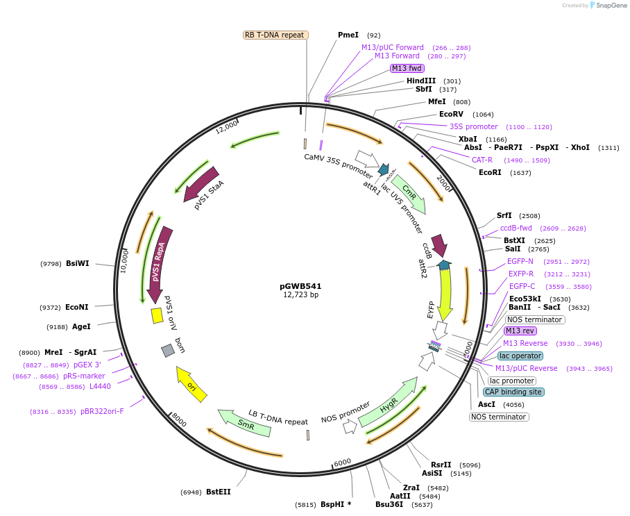 74875-plasmid-map-sequence-id-141550