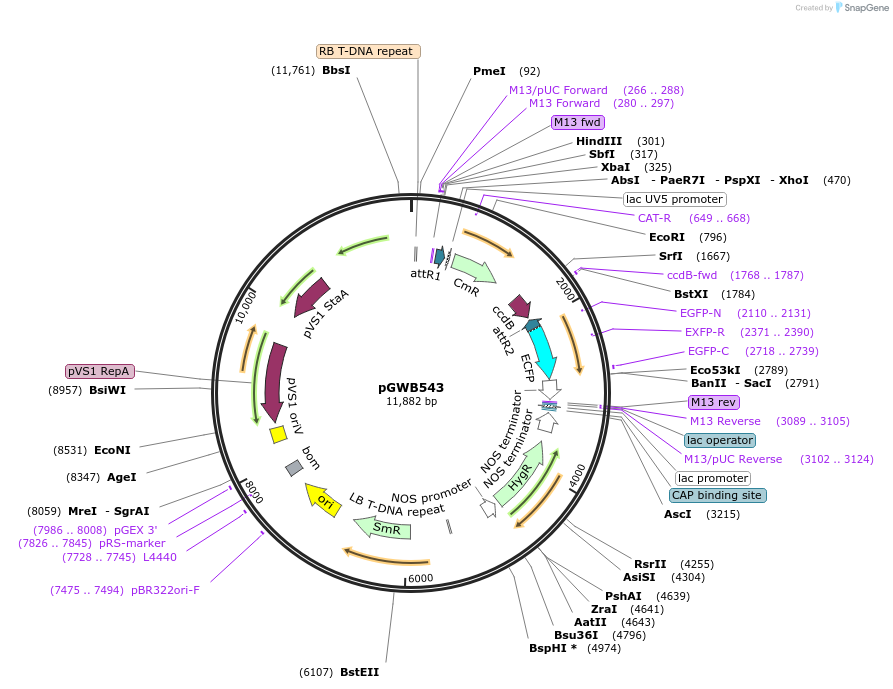 74877-plasmid-map-sequence-id-141552