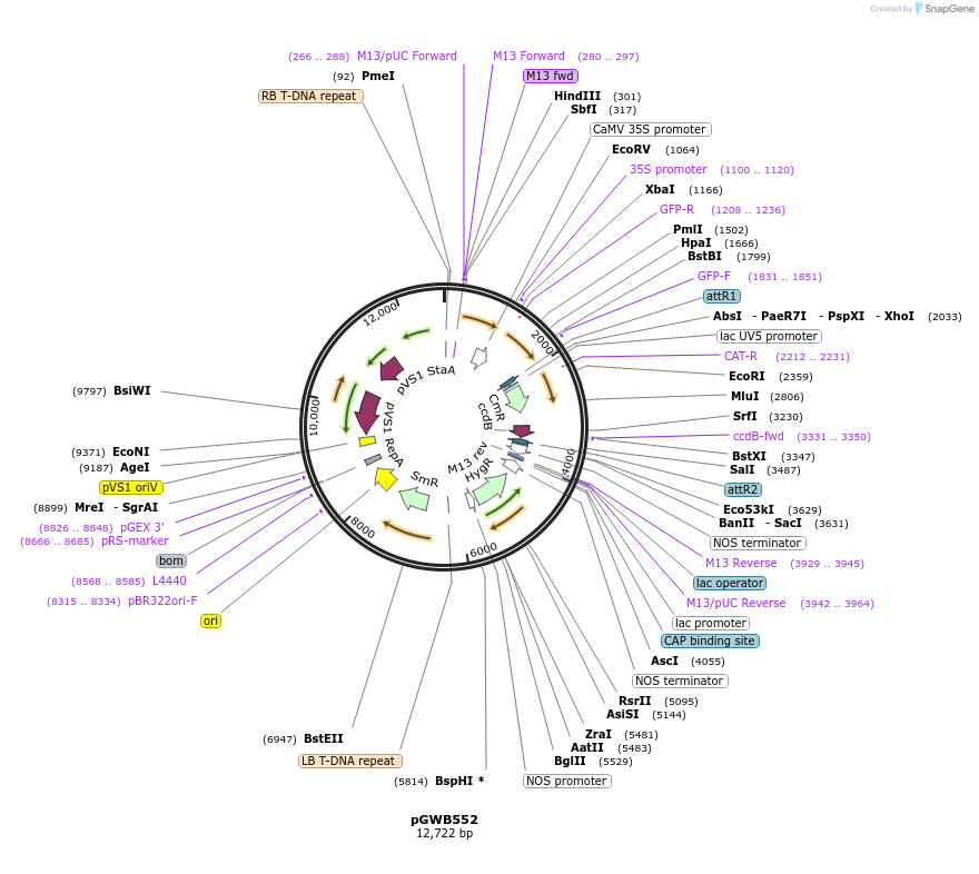 74882-plasmid-map-sequence-id-141557