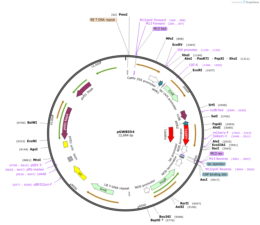 74884-plasmid-map-sequence-id-141559