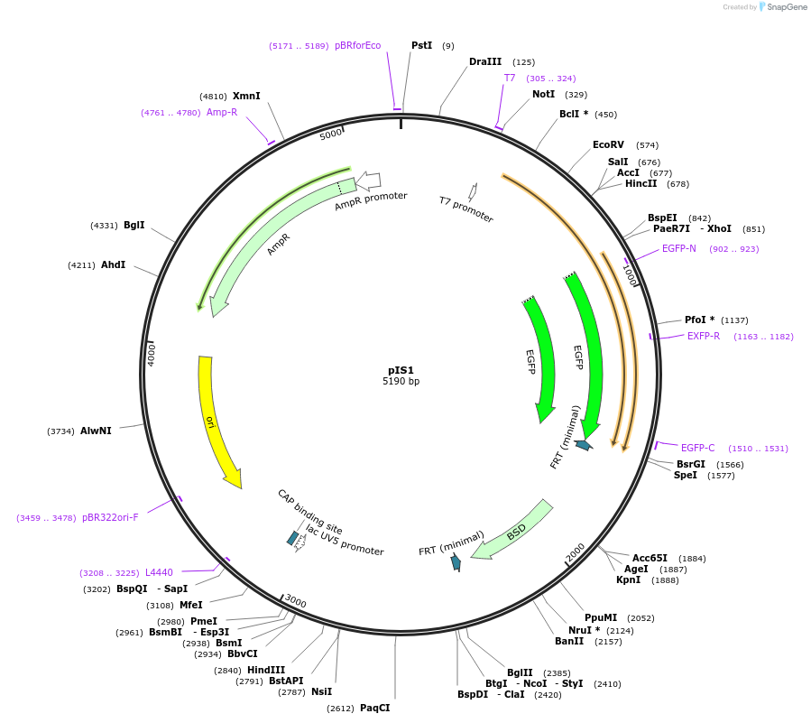 74887-plasmid-map-sequence-id-141584