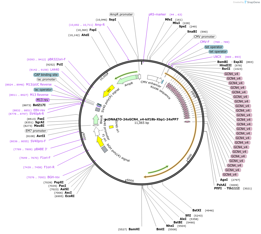 74931-plasmid-map-sequence-id-141650