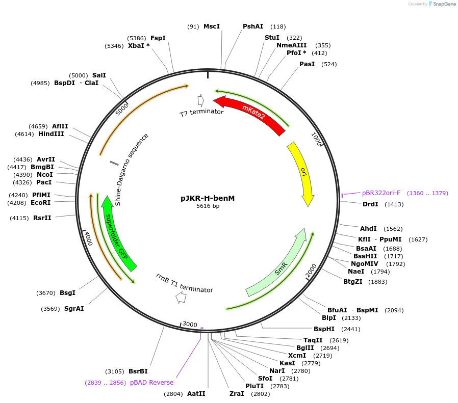 73925-plasmid-map-sequence-id-141703